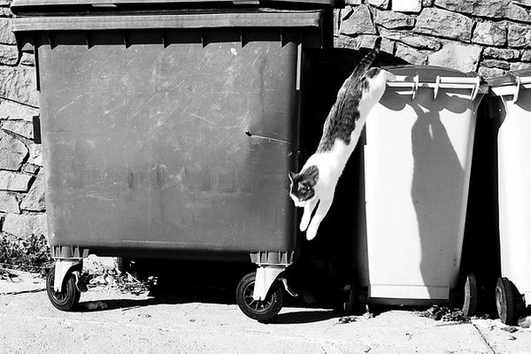 Bild von Mar auf Pixabay